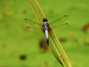Mokřady jsou oblíbenou oázou pro mnoho druhů hmyzu. Foto: Eva Janů