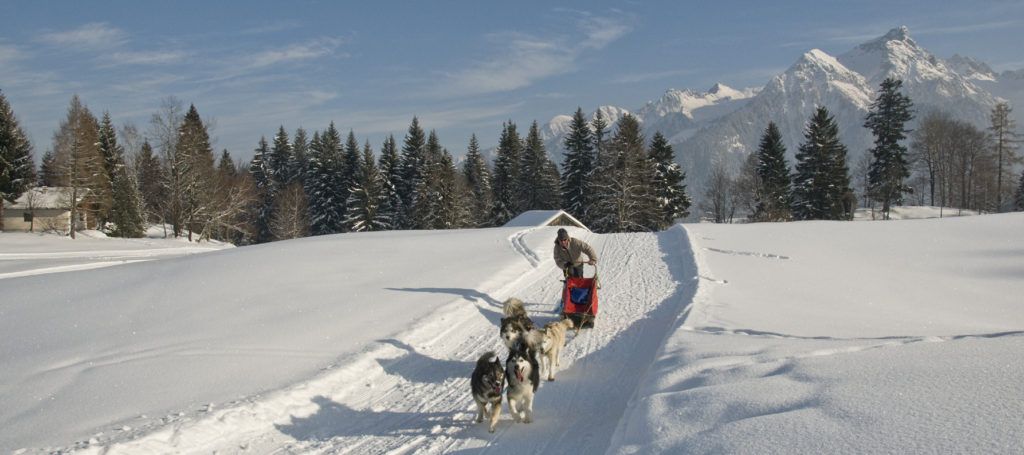 Husky Toni a jeho psí spřežení.