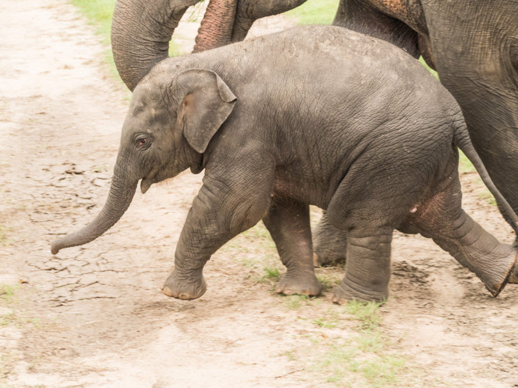 Sloni přivádějí na svět mláďata ve volné přírodě. 